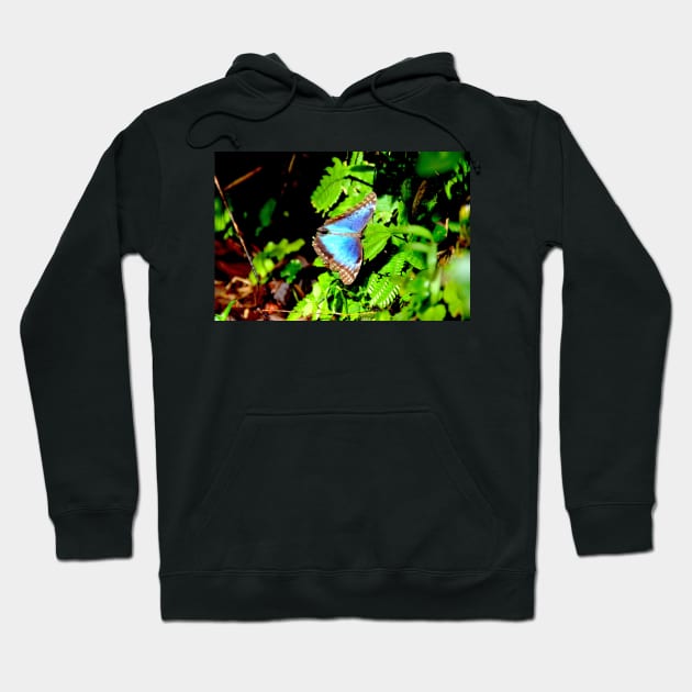 Morphofalter Schmetterling / Swiss Artwork Photography Hoodie by RaphaelWolf